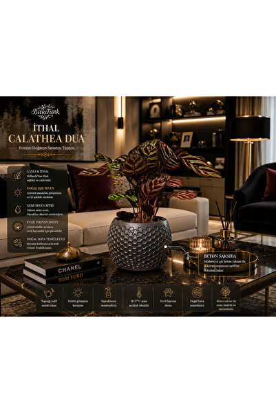 BitkiTÜRK Dokulu Beton Saksıda İthal CALATHEA Dua Çiçeği|BitkiTÜRK Özel Tasarım