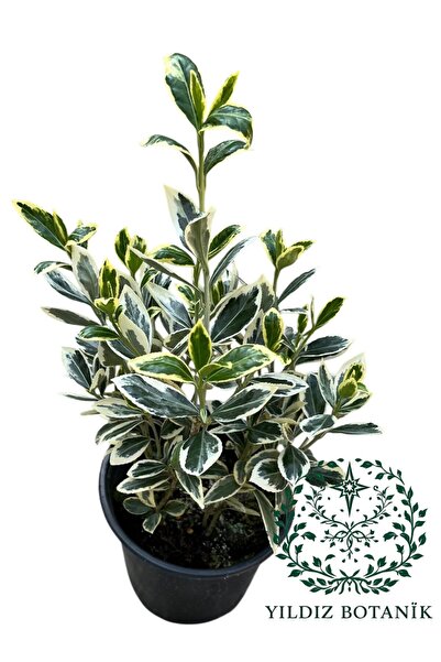 YILDIZ BOTANİK Bravo Taflan Fidanı Çit Bitkisi Euonymus Japonicus Bravo 25-30 CM