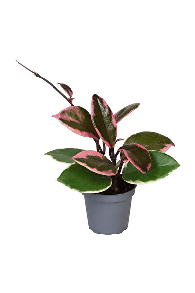 Eufloria Hoya carnosa tricolor 'Flamingo Dream' Ø6cm
