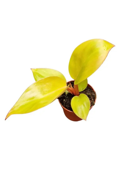 Eufloria Филодендрон 'Марс'
