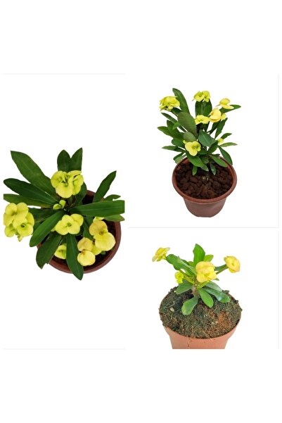 Yellow Thorns Crown Flower Sapling 10-20 cm