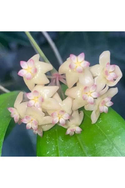 Eufloria Hoya sp. Bengkulu 'Rindu Rafflesia' Ø6cm