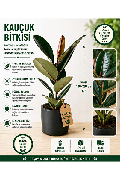 Kauçuk Bitkisi