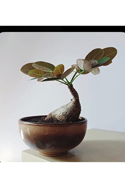 TULIN Phyllanthus Mirabilis - orta boy