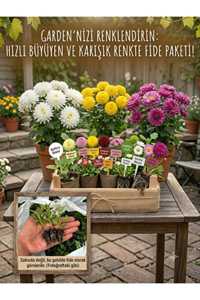 Messastore Bahçeniz İçin Kasımpatı Fidesi 25adet– Dayanıklı & Gösterişli