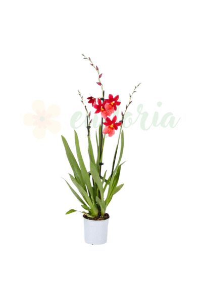 Eufloria Orhidee Cambria — Orhidee hibridă parfumată cu flori mari și vibrante