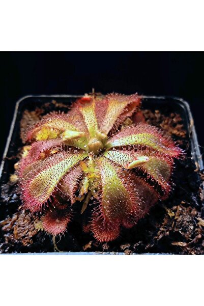 mobuflora Drosera Aliciae Sinek Kapan Etobur Bitki Saksıda Dikili