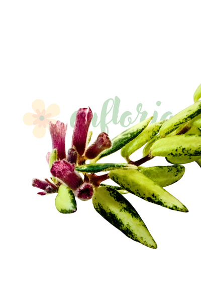 Eufloria Aeschynanthus 'Bolero Bicolore' Ø14cm