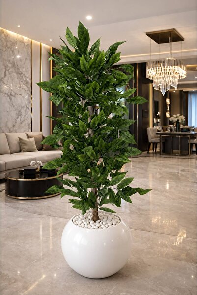 Altun Çiçekcilik Ceviz Ağacı 170 Cm Beyaz Gold Lux Saksı Dahıldır