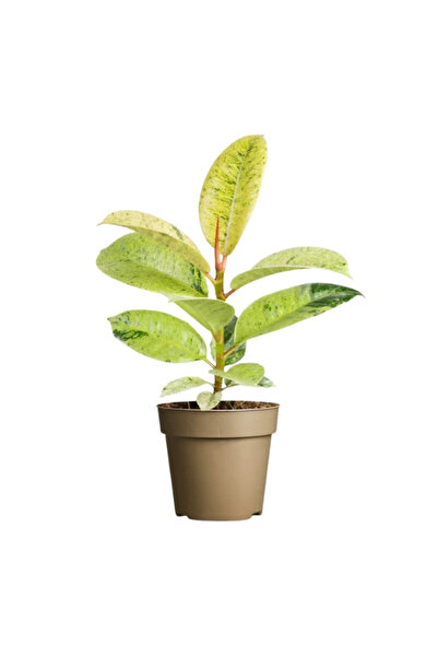 Eufloria Ficus elastica 'Shivereana' D9