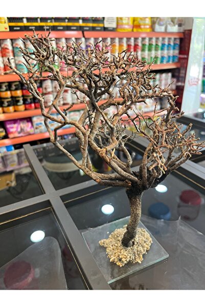 Antikapetshop Moskova Ağacı, bitki akvaryumu için MOSS AĞACI, mos ekimi için.