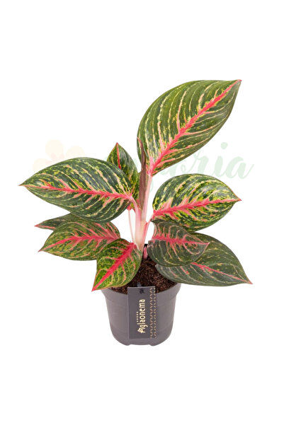 Eufloria Aglaonema 'Olive Red' Ø12cm