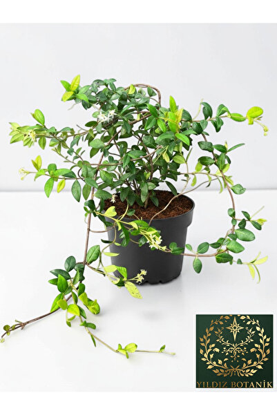 YILDIZ BOTANİK Arap Yasemini Sarmaşığı Kokulu Rhyncospermum Jasminoides 120-1...