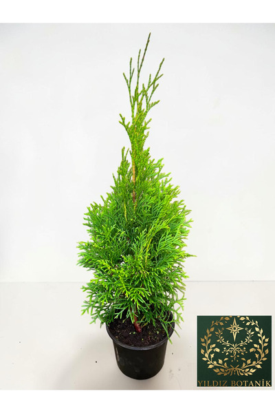 YILDIZ BOTANİK Smargat Mazı Fidanı Çit Bitkisi 'Thuja Smaragd' 25-30 CM