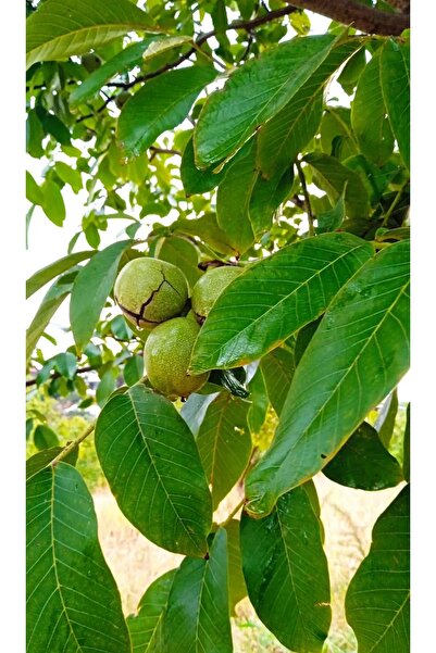 ZeytunixAkhisar 1 Kg. Yerli İnce Kabuklu Ceviz (Chandler)