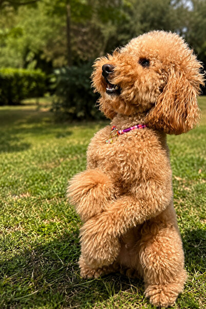 JesPawty Jesspecial Mor Ip Halat Kedi Köpek Kolyesi Charm Uçlu