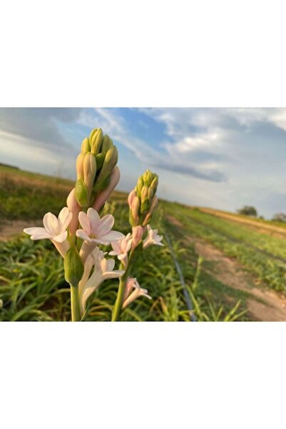 OEM Κρίνα Τουμπερόζας Αρωματική Αίσθηση - 5 Τεμάχια