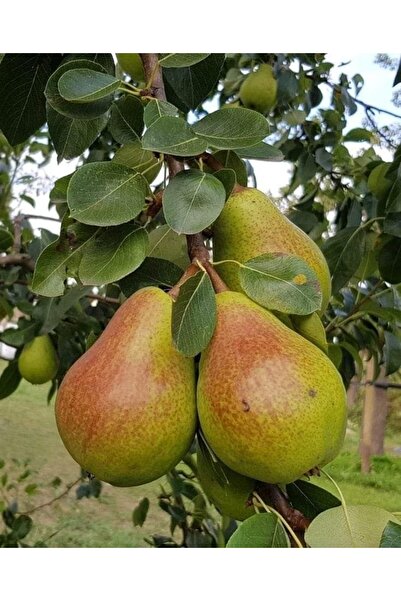 Santa Maria Armut Fidanı