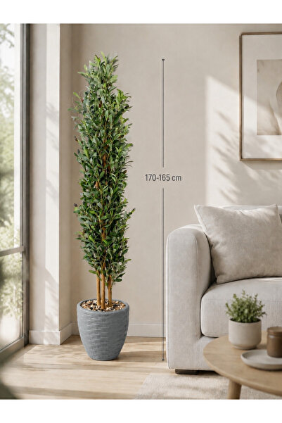 CENTRHOME 170-165 cm Tall Olive Tree with Rootstock