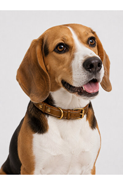 petcraft 100% Leather Dog Collar, Metal Buckle, 44Cmx2Cm