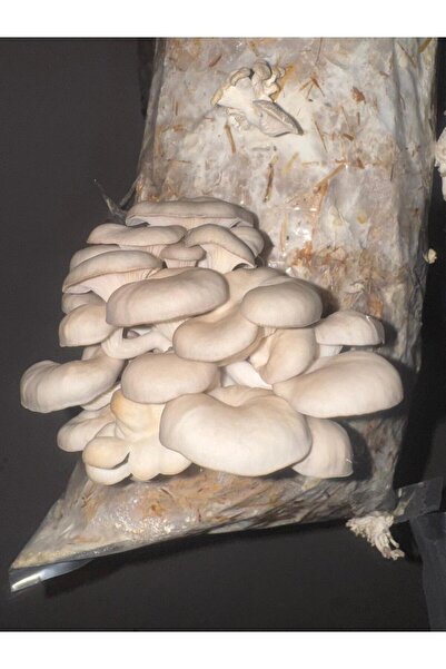 Agroma İstiridye mantar tohumu 1 kg ( İri talaşta yetiştirmeye uygun)