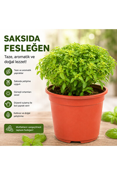 Saksıda Fesleğen Bitkisi