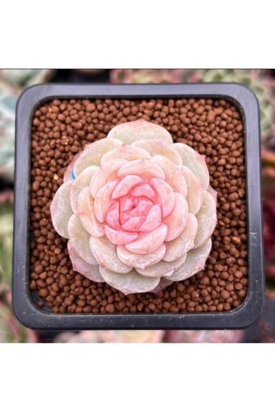 SukuLand Echeveria Pure Love Kore ithal özel tür sukulent 5,5cm saksıda