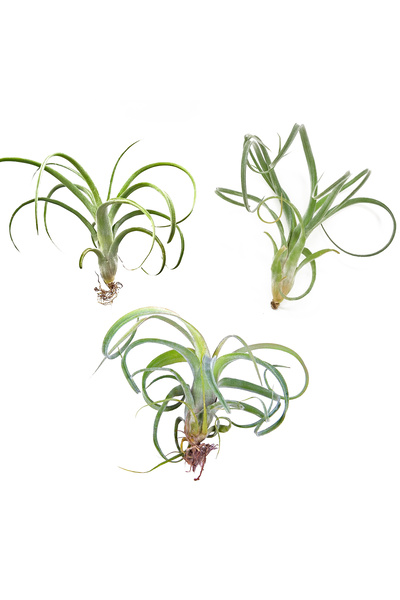 Gurme Bitki Tillandsia Curly Slim (3 Adet) - Hava Bitkisi Çiçeği Airplant