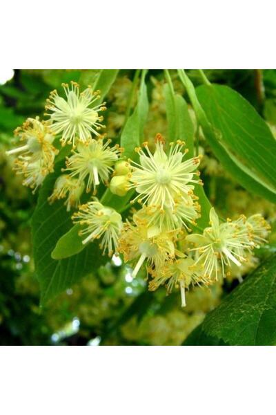 ASES FİDAN TÜPLÜ 4 YAŞ GENİŞ YAPRAKLI IHLAMUR(Tilia platyphyllos) B0Y 180-200CM