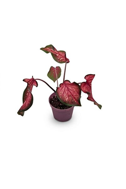 Your Flower Shop Caladium Fast Flash Canlı Saksıda İç Mekan Bitkisi