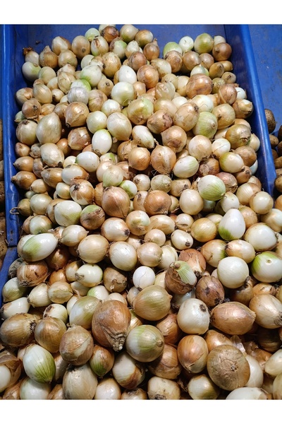 Kavurmalık kuru soğan