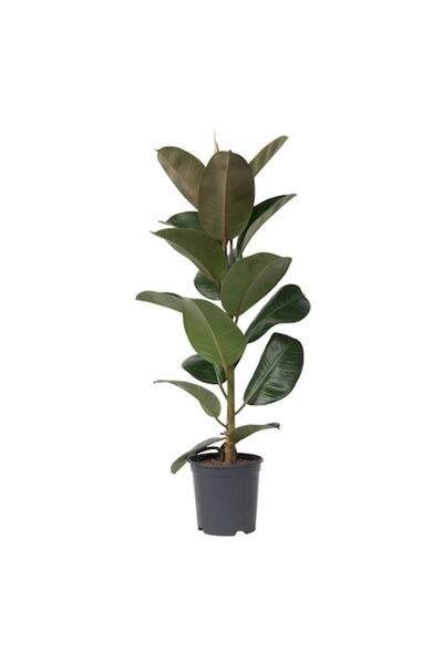Plant in a Box Каучуково дърво - Ficus Elastica 'Robusta' - Височина 75-100см...