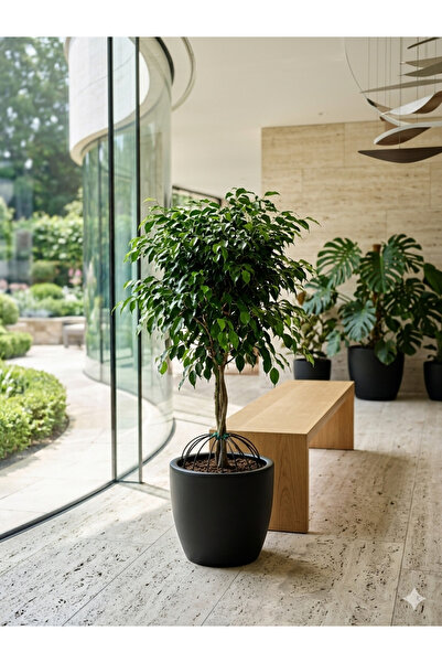 Yades Canlı çok köklü Ficus Benjamin Ağacı Yeşil Yapraklı Salon Çiçeği 100 CM (