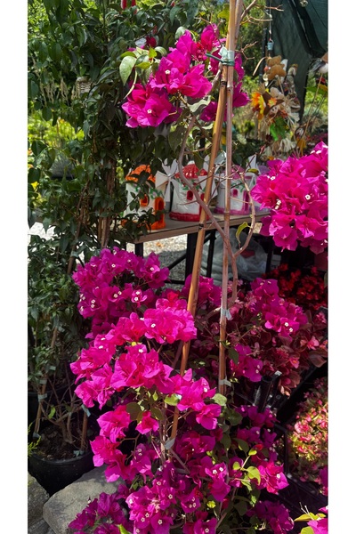 GARDENLİFEBOTANİK Begonvil canlı bitki
