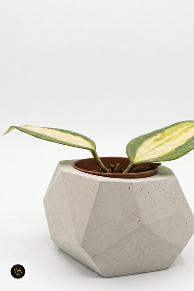 Geometrik Beton Saksı - Modern Tasarım Dekoratif Saksı - Mini Sukulent ve Hoya Saksısı