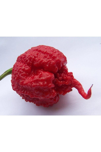 123 100 Carolina Reaper Pepper Seeds Packet, Hottest Pepper Seeds in the World
