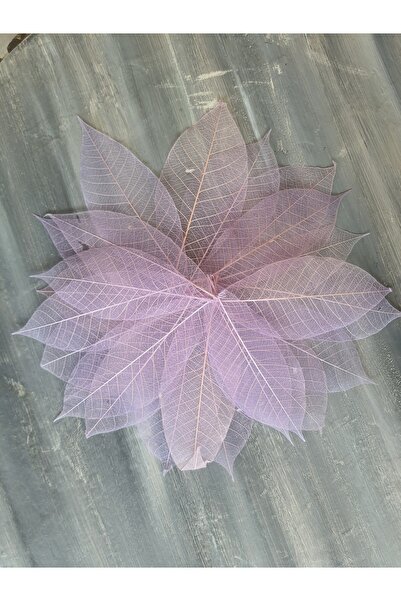 lolipophobi Zar Leaf 15-18 cm 20 Pieces, Transparent Leaf, Dried Leaf, Dried ...