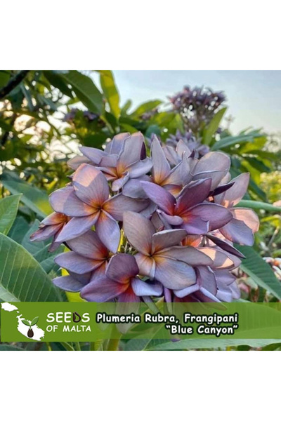 123 Blue Purple Flowers, 60 Fresh Seeds from Thailand