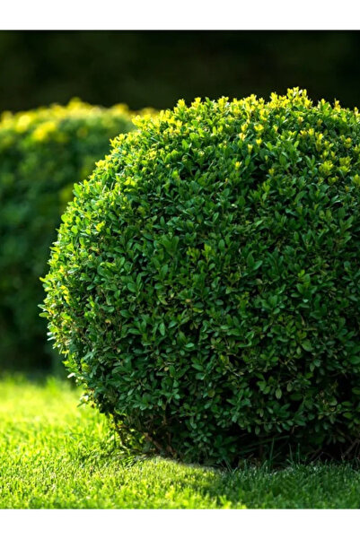 YILDIZ BOTANİK Şimşir Fidanı Çit Bitkisi Buxus Sempervirens Rotundifolia