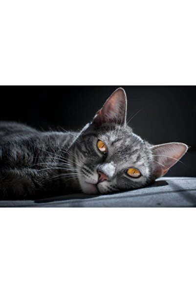 Persona Tablou canvas 100 x 70 cm, Animale model 125