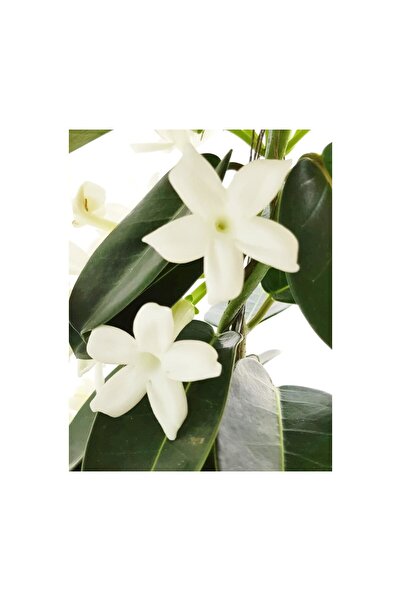 BİORGANİX Madagaskar Yasemini Stephonatis 10-20 cm