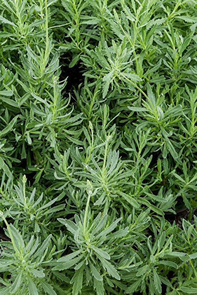 Vasada Lavanta Fidanı Fransız Lavantası Lavandula Dentata Saksılı 50-60 cm