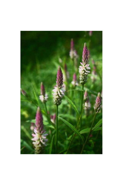 123 Seeds 100Pcs, Green Fertilizers and Honey Flower