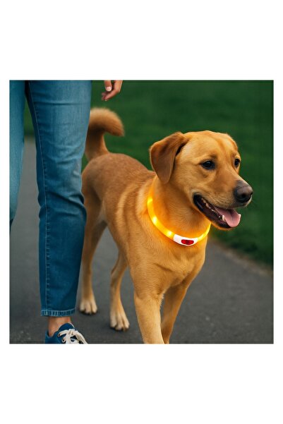 OEM Zgardă cu Lumină LED pentru Câini, reîncărcabilă prin USB, 3 m
