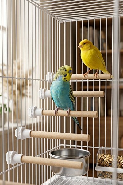 Mivra Pets مجموعة من 5 أعمدة خشبية للطيور بطول 12 سم مع مشبك لتثبيتها في قفص ...