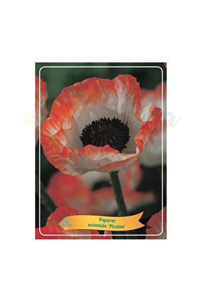 Eufloria Macul oriental (Papaver orientale) 'Picotee' Ø11cm