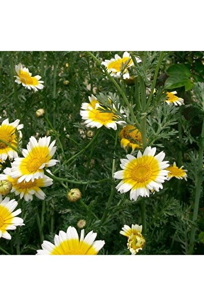 Bloom & Sow Seed بذور