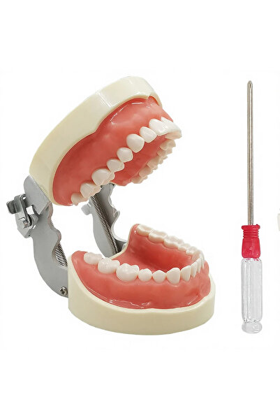 Generic Brand Model de studiu dentar