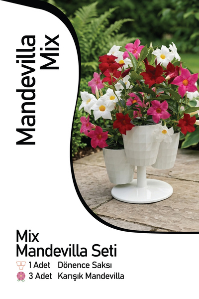 Gardina Saksılı Mandevilla Seti MIX