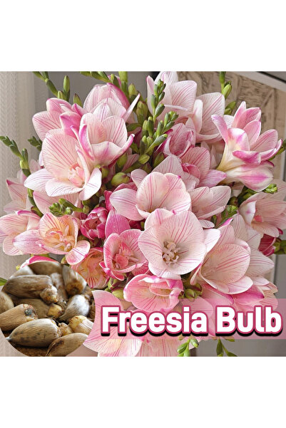 Bloom & Sow Seed بصيلات الفريزيا المخططة باللونين الوردي والأبيض (100 حبة) - ...